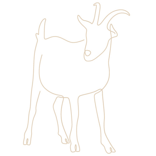 Illustration kinésiologie animale chèvre
