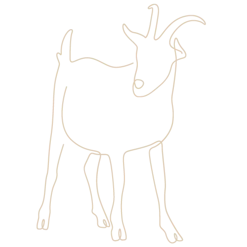 Illustration kinésiologie animale chèvre