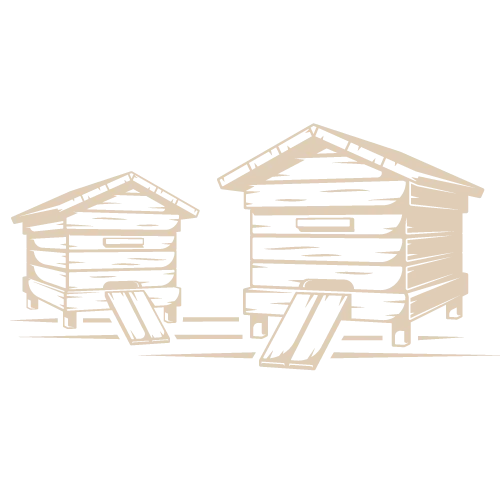 Illustration kinésiologie animale abeille