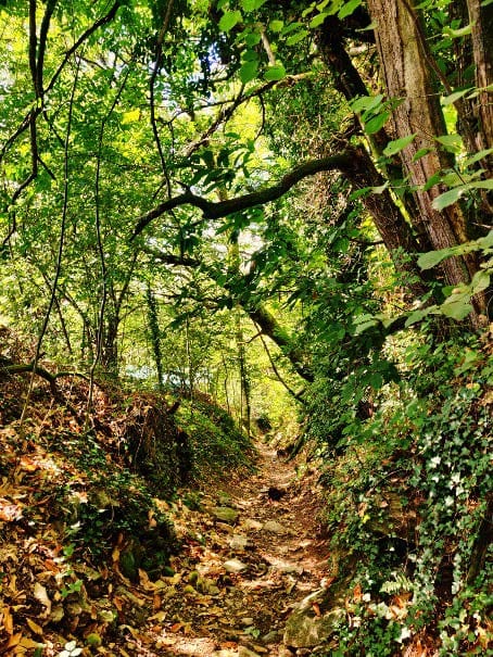 Illustration forêt