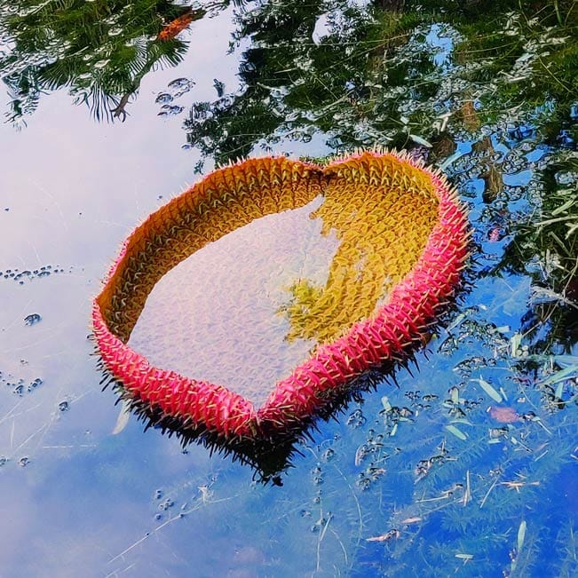 Illustration nénuphar