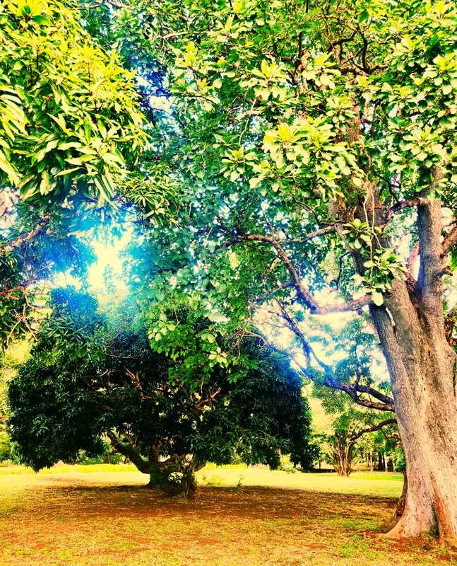 Illustration arbre transgénérationnelle